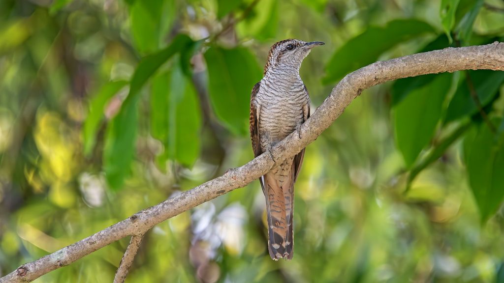 Champion line bird